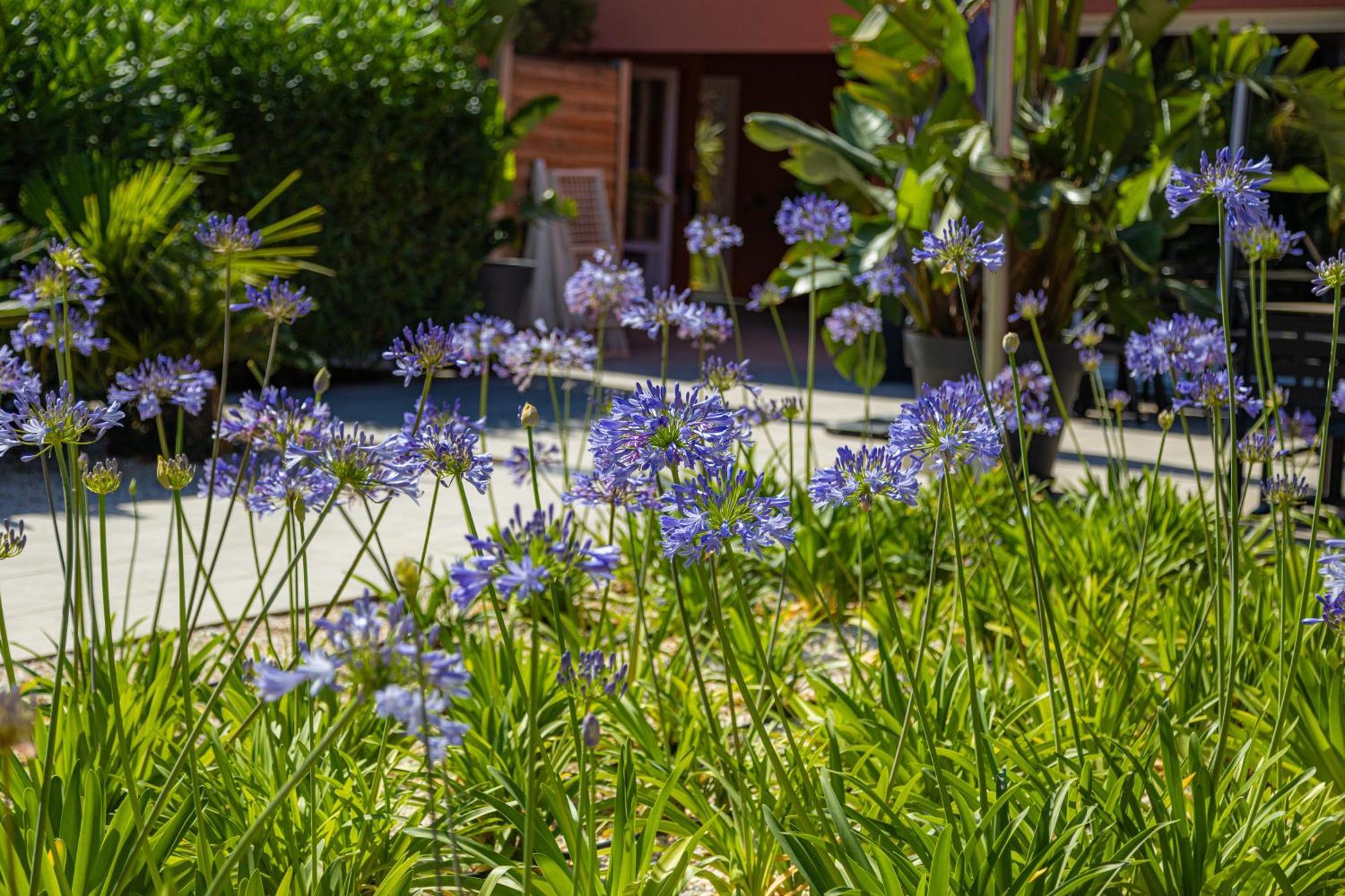 Residence Antinea Argelès-sur-Mer Dış mekan fotoğraf